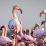 Environmentalists Sound Alarm Over Flamingo Deaths in Navi Mumbai
