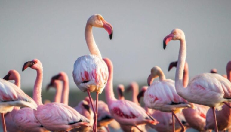 Environmentalists Raise Alarm Over Drone Threat to Flamingos at Navi