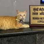Mumbai Metro’s Viral Cat Gets a ‘Job’ as Chief Feline Officer
