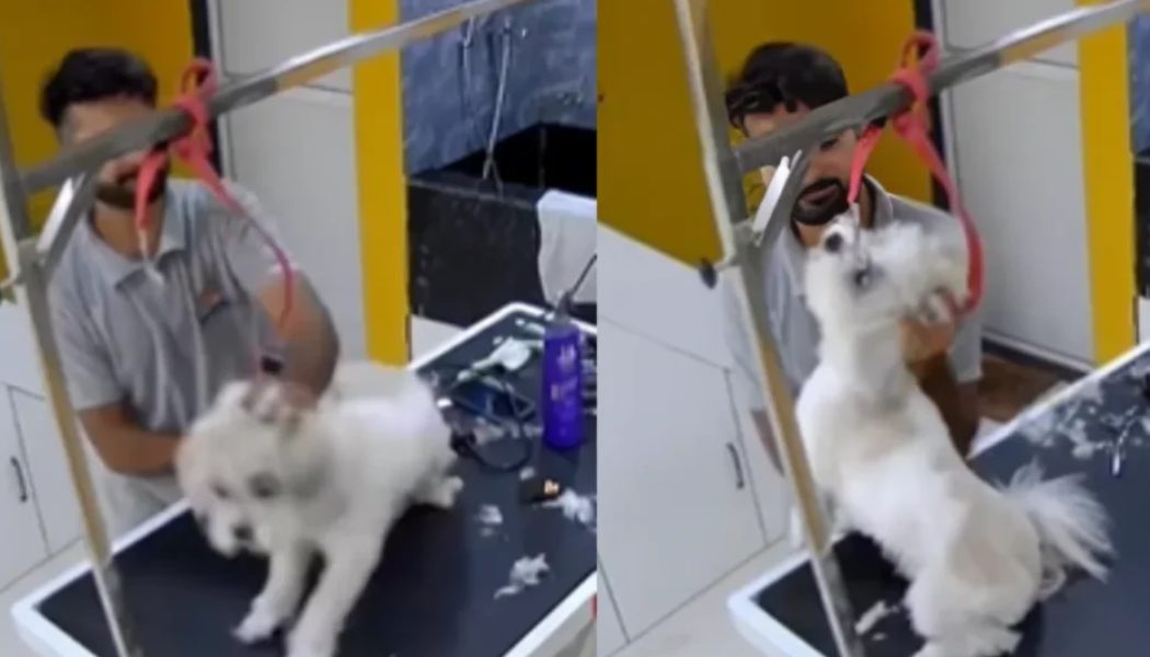 Navi Mumbai: Pet Groomer's Cruel Acts Exposed: Shocking Abuse Caught on