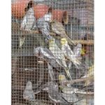 Mumbai bird rescue: 282 survivors handed to Raigad sanctuary, probe continues
