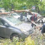 Mumbai: Experts, Civic Bodies Divided Over Rising Tree Falls During Monsoon
