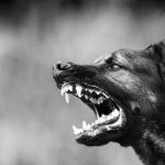 Dog Bite Incidents Surge in Maharashtra: Mumbai Alone Records Over 1.28 Lakh Cases in 2024