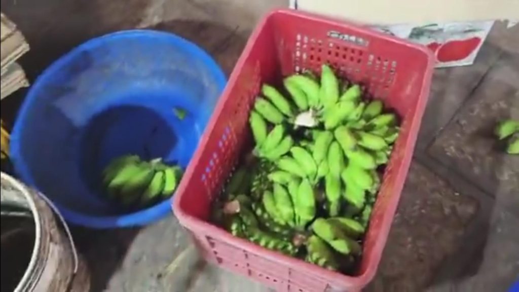 FDA Seizes 1,394 Kg Bananas Over Alleged Chemical Ripening
