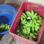 Navi Mumbai: FDA Seizes 1,394 Kg Bananas Over Alleged Chemical Ripening