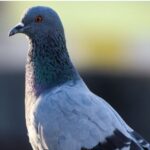 Mumbai Man Convicted for Feeding Pigeons in Public After Bombay High Court Ban
