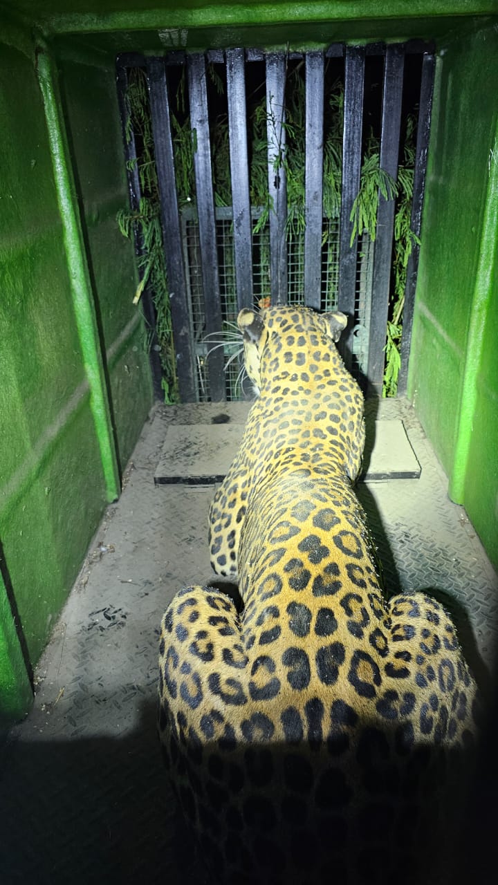 Pune News Leopard Captured 40 Hours After Escape in Katraj Zoological Park